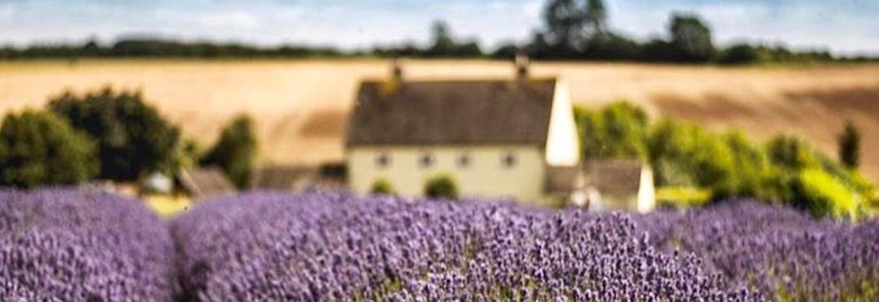 Indulge your senses at the lavender farm in Bath.