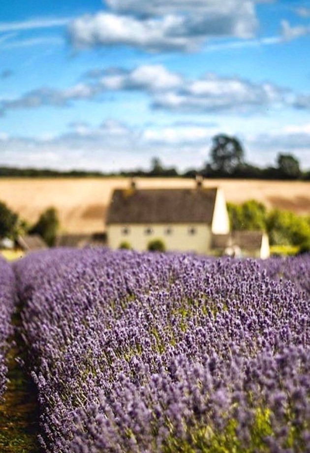 Indulge your senses at the lavender farm in Bath.